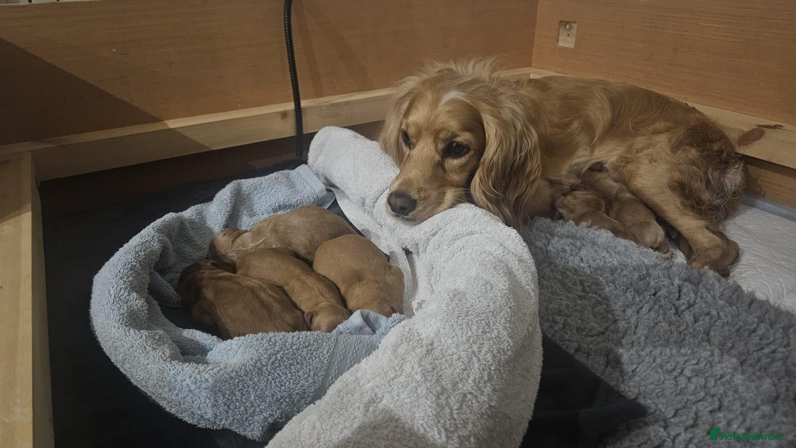 Cocker Spaniel dogs Last Girl from Our Highly Sought-After Litter - Advert 15