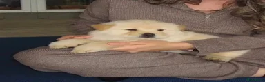 Chow Chow 2