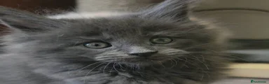 Maine Coon 4