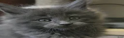 Maine Coon cats for sale: Fully Health Tested 100% Maine Coon babies  - Advert 7