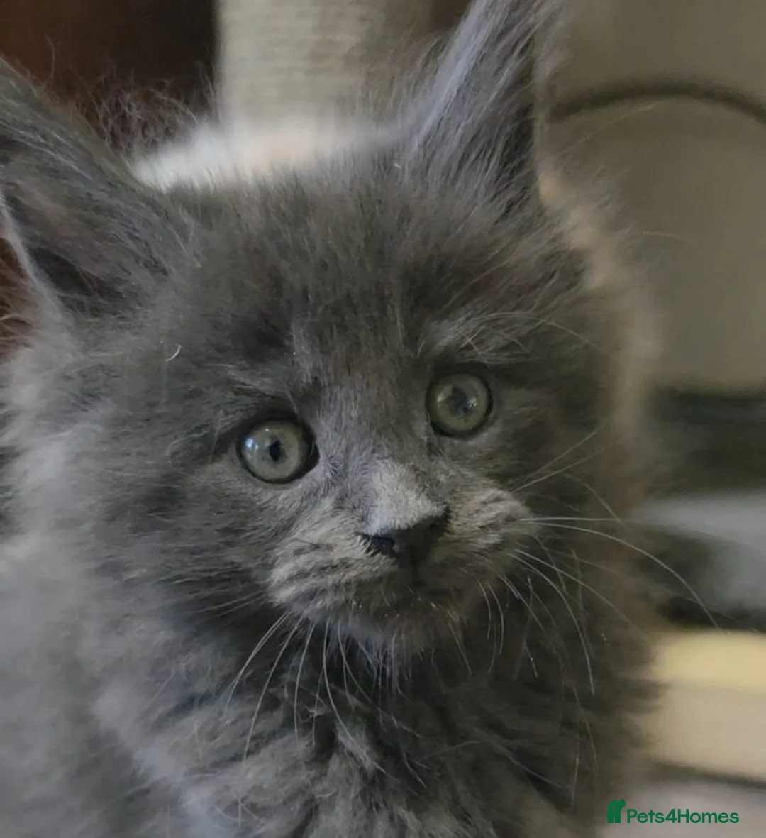 Maine Coon cats for sale: Fully Health Tested 100% Maine Coon babies  - Advert 7