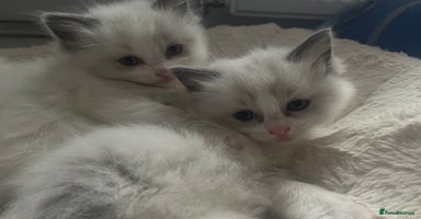 Ragdoll cats Pure Breed bi colour blue Ragdoll Kittens - Advert 1