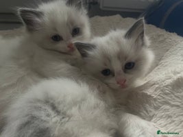 Ragdoll cats Pure Breed bi colour blue Ragdoll Kittens - Advert 2