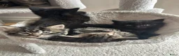 Ragamese cats for sale: Ragameze  - Advert 18