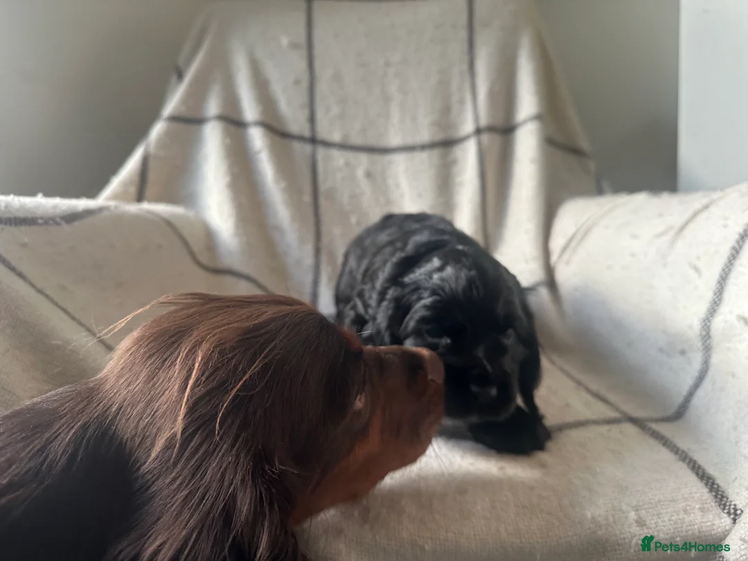 Cocker Spaniel dogs for sale: Working cocker spaniel puppies - Advert 10