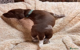 German Shorthaired Pointer dogs for sale: German Shorthaired Pointer Puppies - Leeds - Advert 10