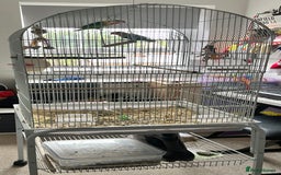Lovebirds birds for sale: Lovebirds - Image 3