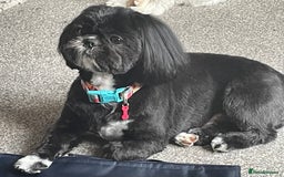 Shih Tzu dogs for stud: Kc reg shih tzu full DNA health tested in Chester-le-Street - Image 1