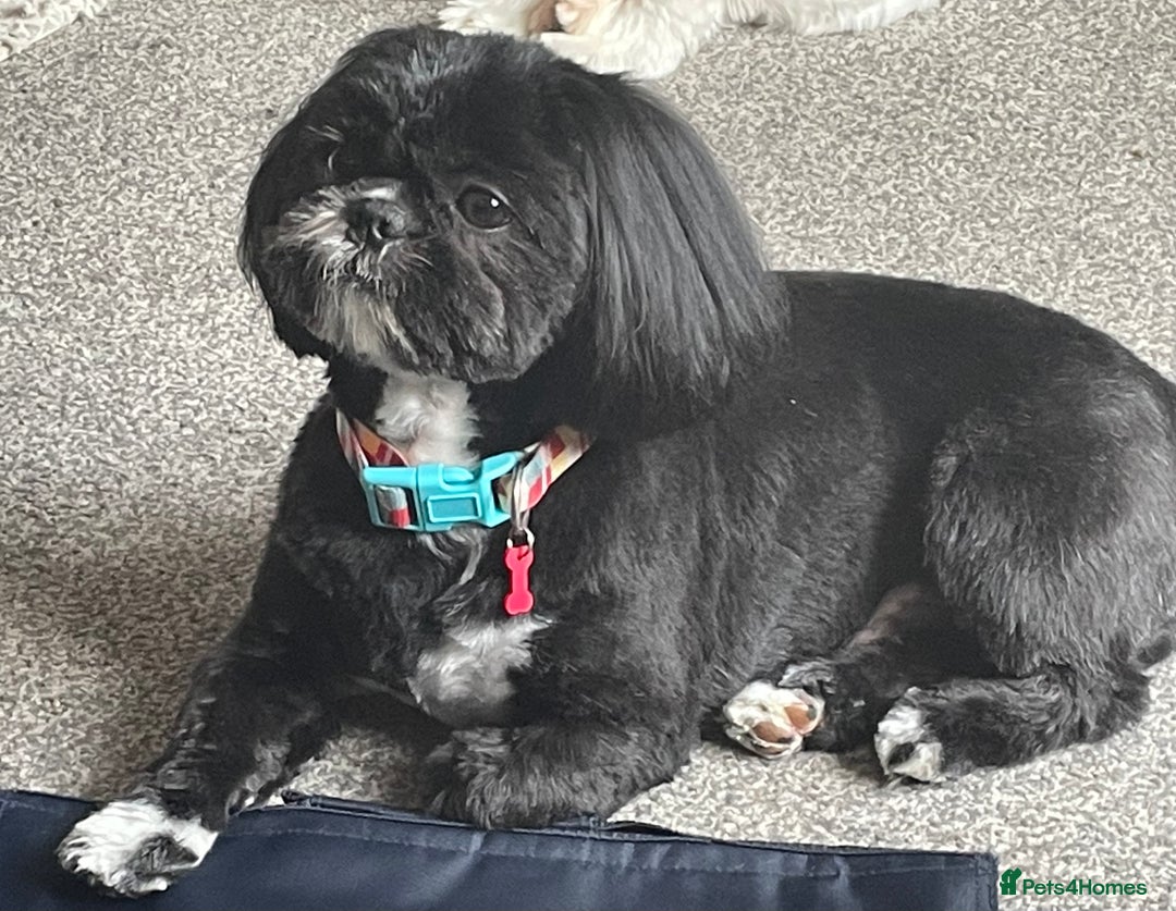 Shih Tzu dogs for stud: Kc reg shih tzu full DNA health tested in Chester-le-Street - Image 1