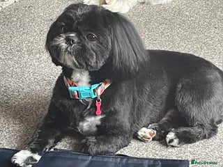 Shih Tzu dogs in Chester-le-Street - Advert 4