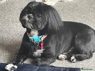 Shih Tzu dogs Kc reg shih tzu full DNA health tested in Chester-le-Street - Advert 3