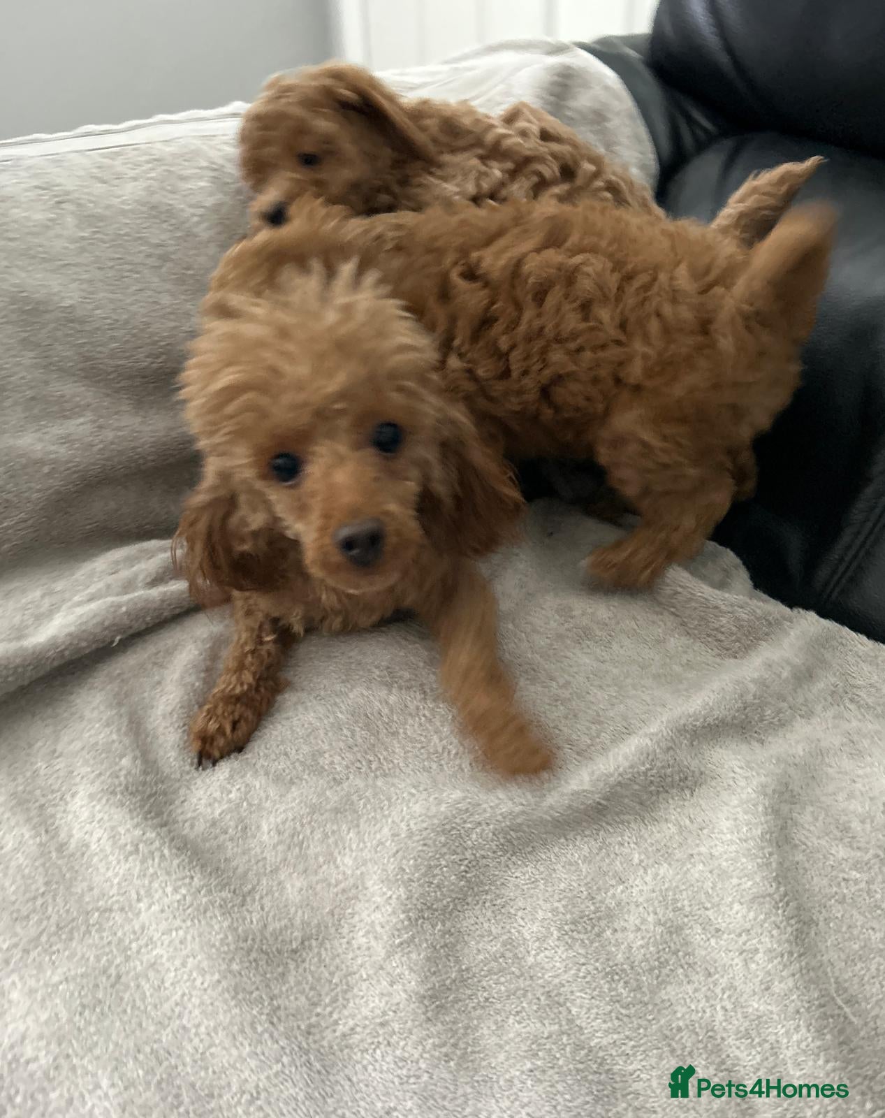 Toy Poodle dogs for sale: Beautiful Toy poodle girls  - Advert 5