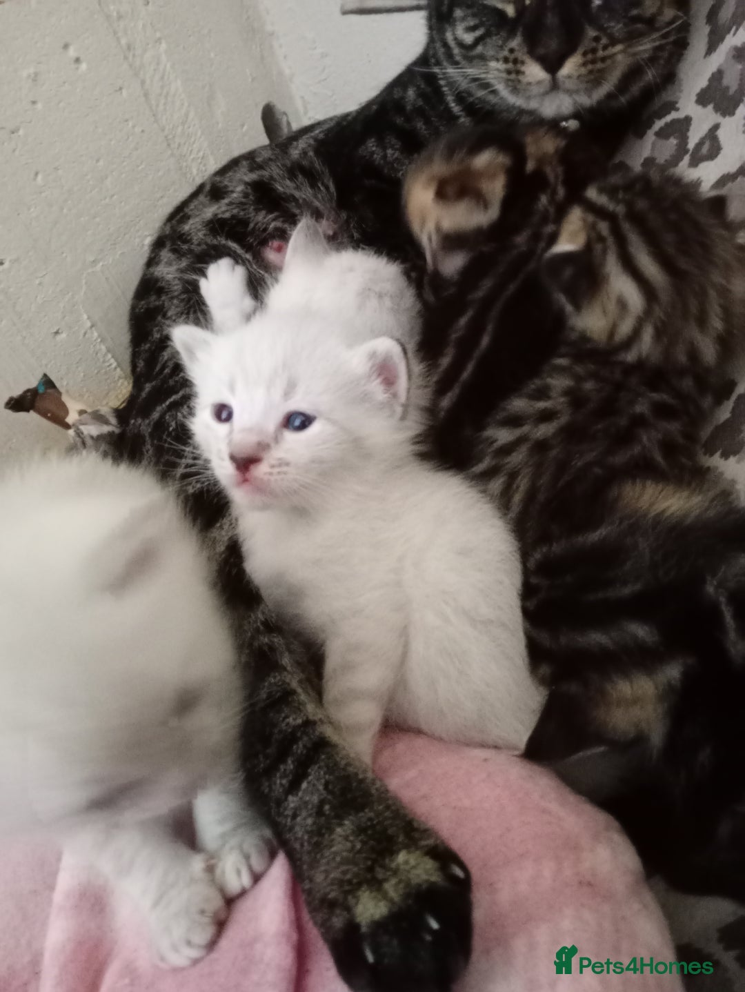 Bengal cats for sale: Bengal ragdoll kittens available halloween - Image 6