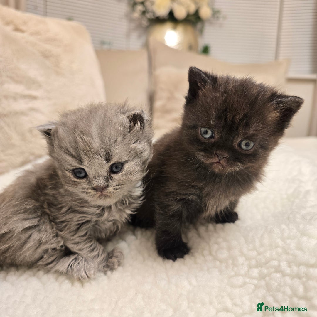 British Shorthair cats for sale: ✨️RARE✨️Black smoke BSH and 1 blue longhair - Advert 2