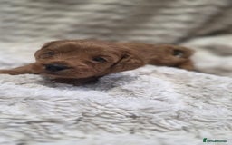 Cavapoo dogs for sale: 🌟 Rare Tiny Toy Cavapoo's F1B - Image 7