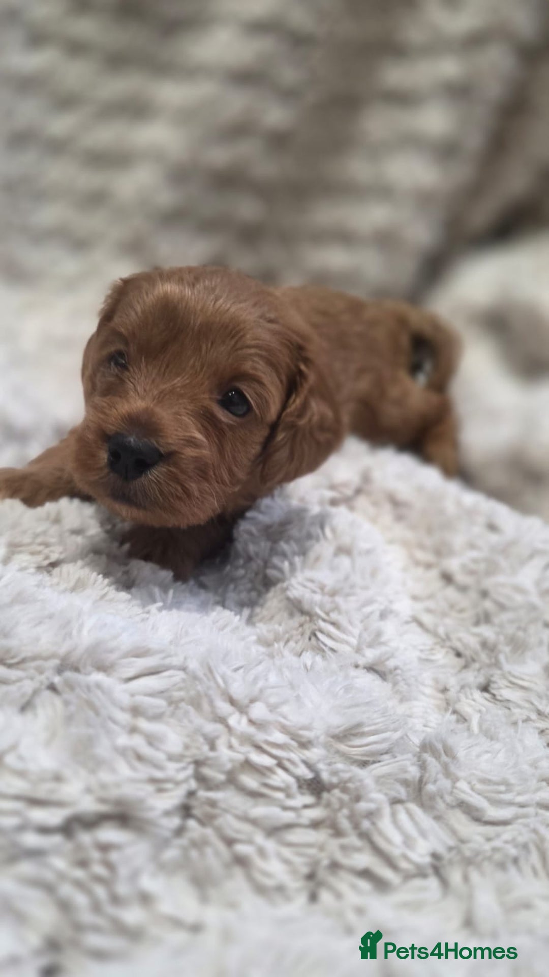 Cavapoo dogs for sale: 🌟 Rare Tiny Toy Cavapoo's F1B - Image 7