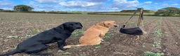 Labrador Retriever dogs for stud: Proven KC Reg and Health tested Labrador for Stud in Sleaford - Advert 5