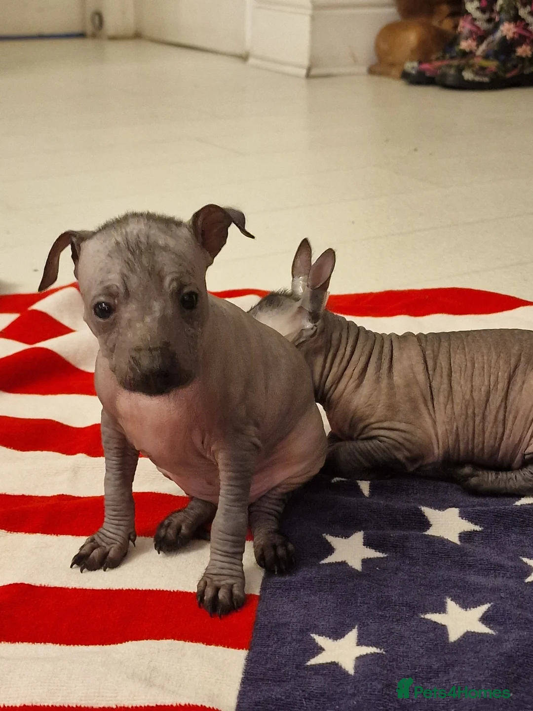 Mexican Hairless dogs for sale: 1 mini girl naked 1400 - Advert 31