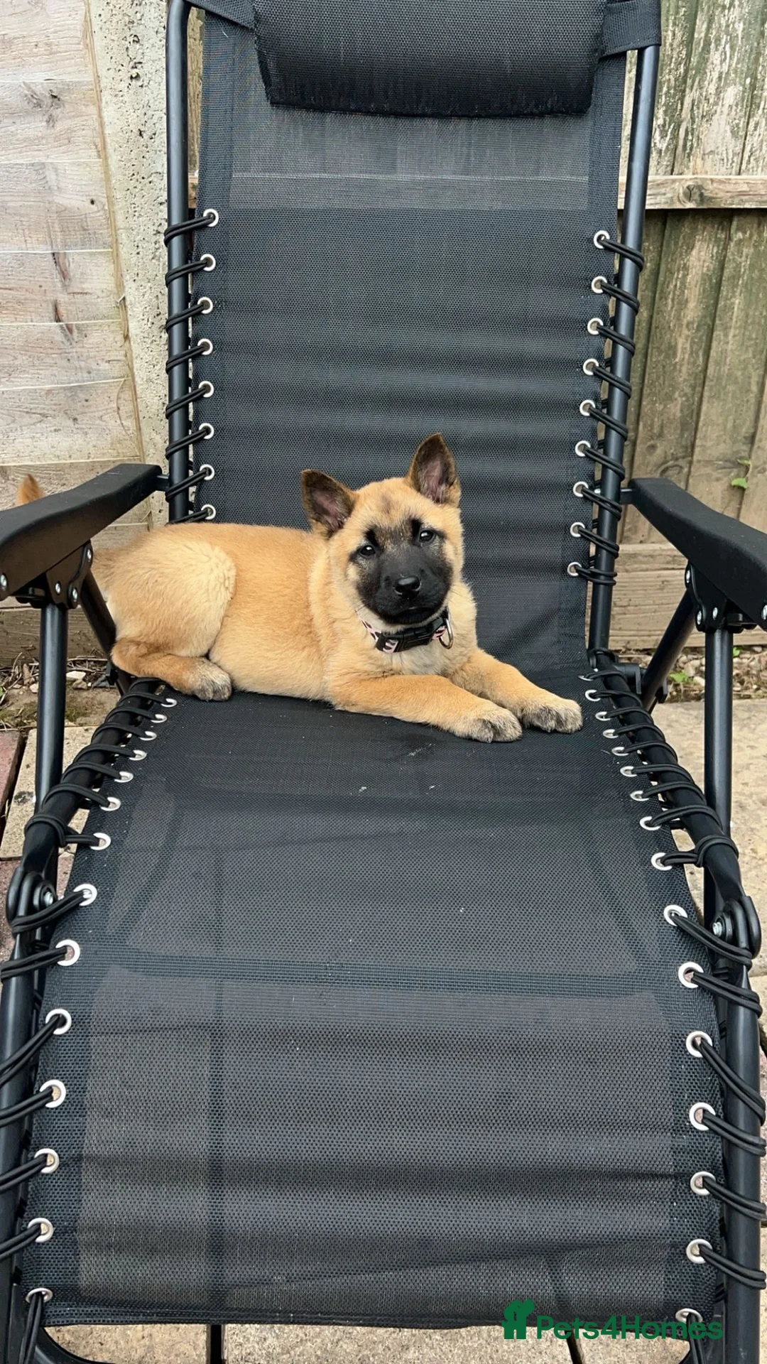 Mixed Breed dogs for sale: Beautiful Female Chow Chow x Belgian Malinois - Advert 2