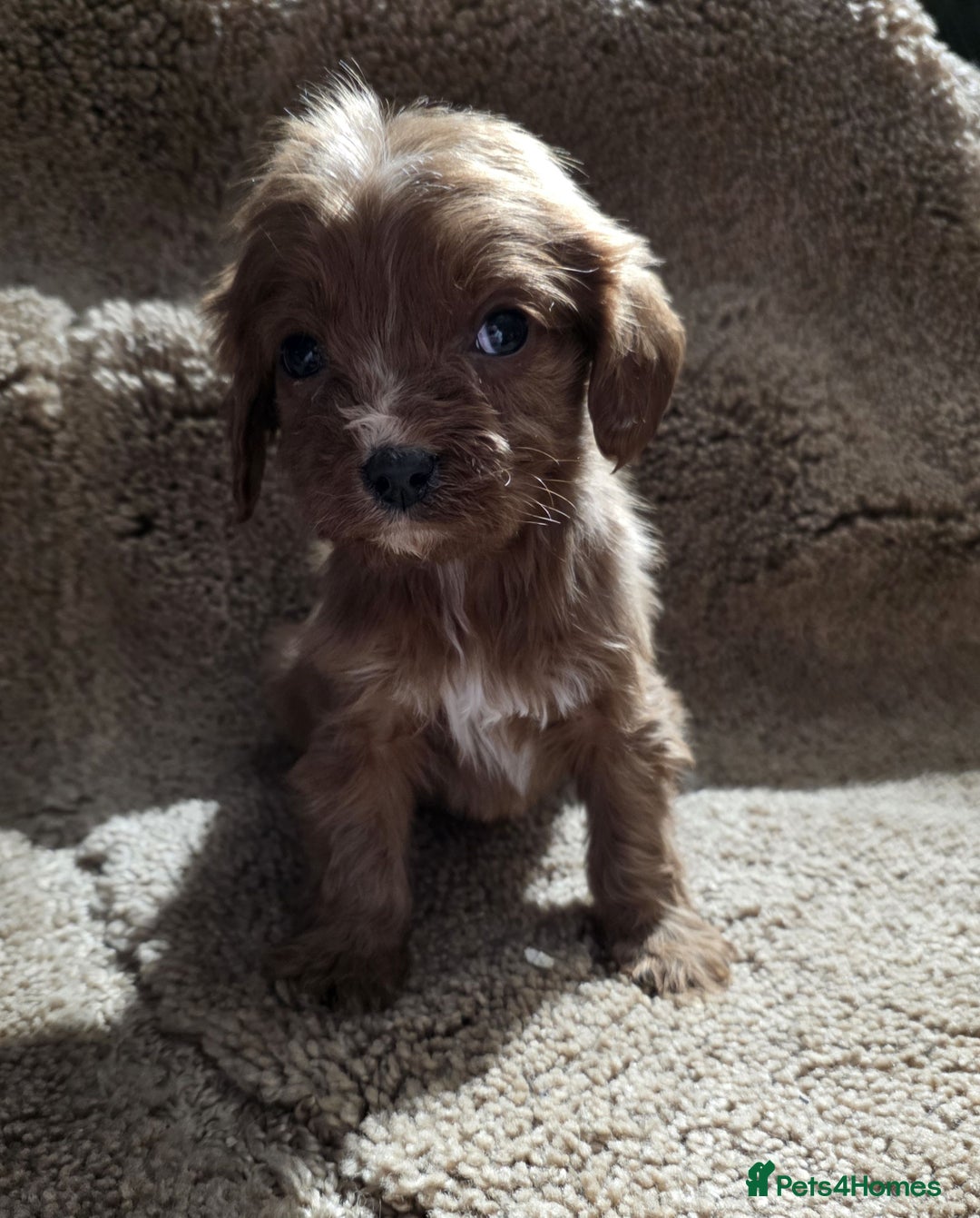 Cavapoo dogs for sale: Beautiful cavapoo puppies  - Advert 5