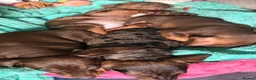 Dachshund dogs for sale: Beautiful dachshund pups - Advert 33
