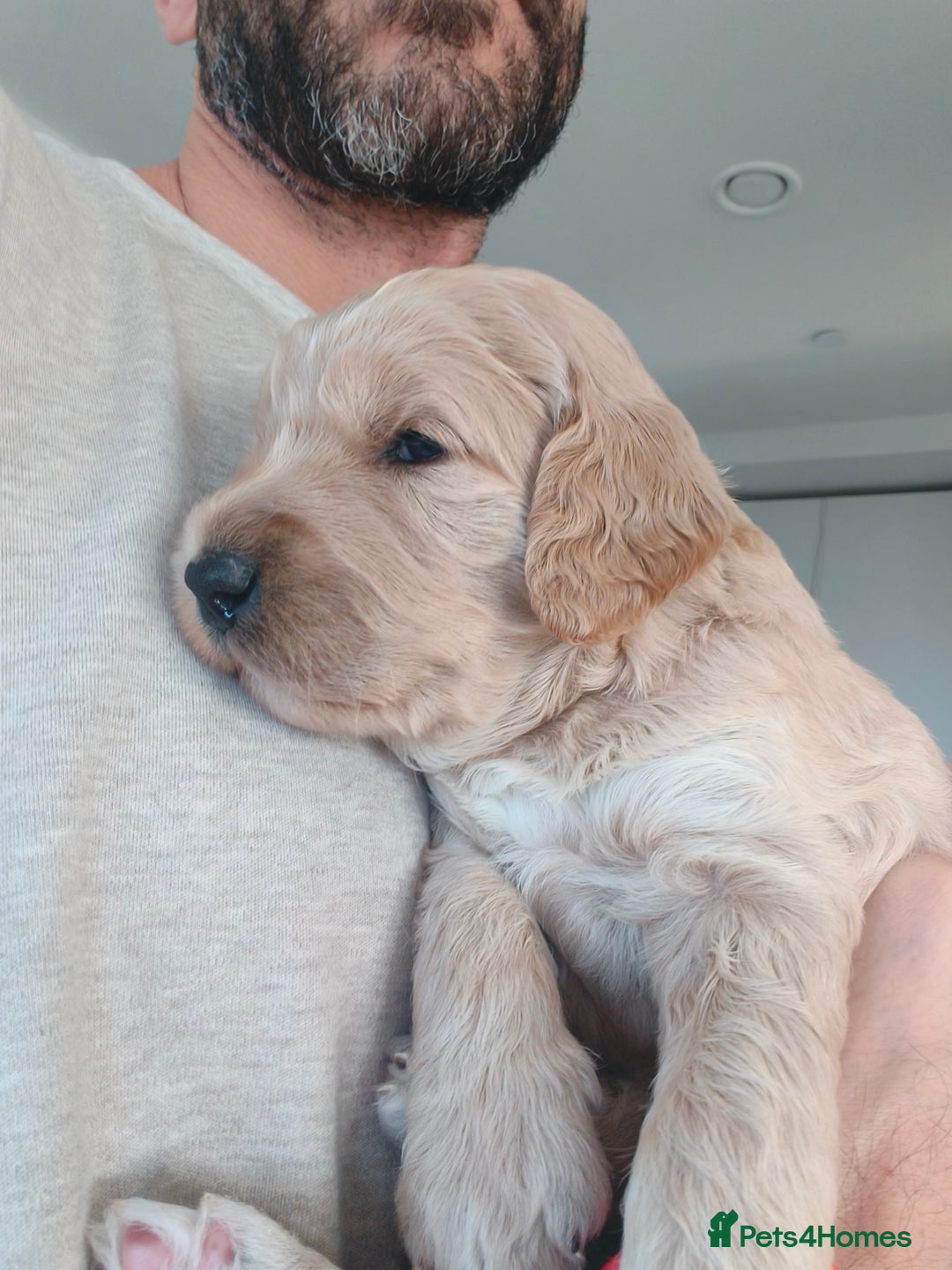 Labradoodle dogs for sale: Australian Labradoodle Puppies - Advert 16