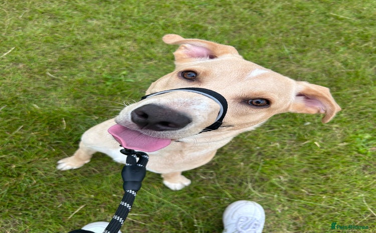 Labrador Retriever dogs - Advert 11