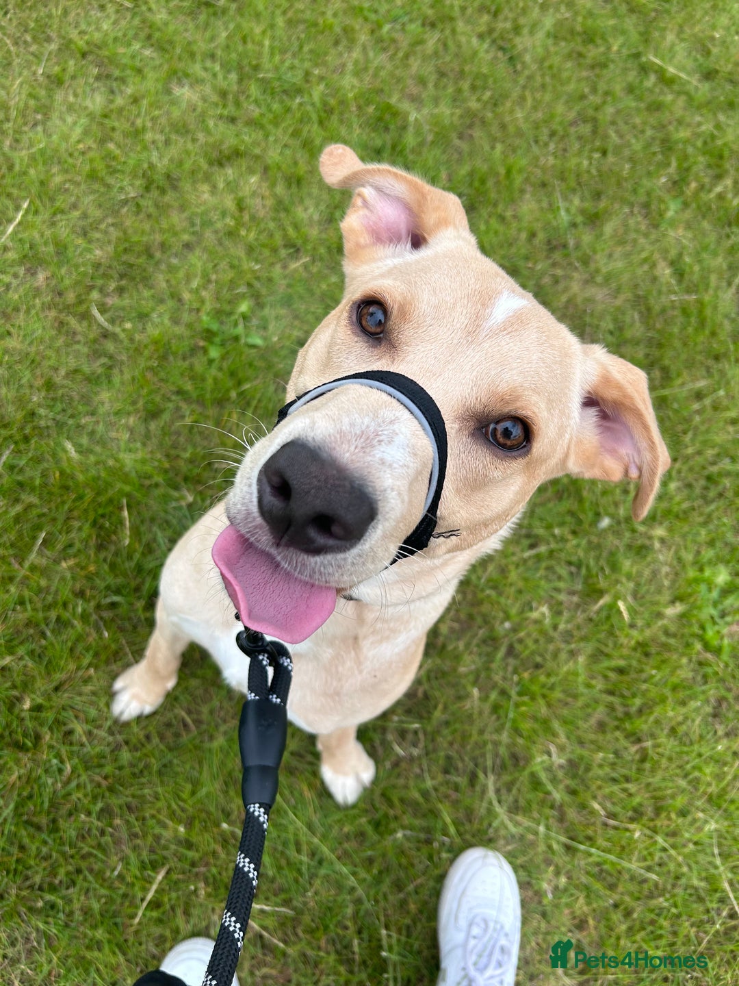 Labrador Retriever dogs for sale: Louie - Image 1