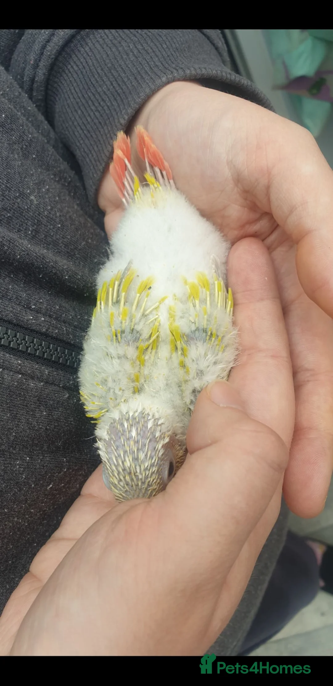 Conures birds for sale: hand reared baby suncheek conures  - Advert 2