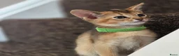 Abyssinian cats for sale: 🔥 TICA Registered Abyssinian Kittens - Advert 3
