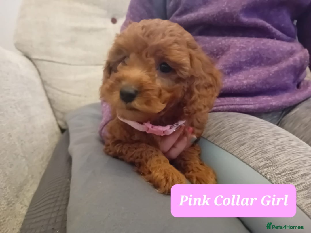 Goldendoodle dogs for sale: Goldendoodle puppies - Advert 13