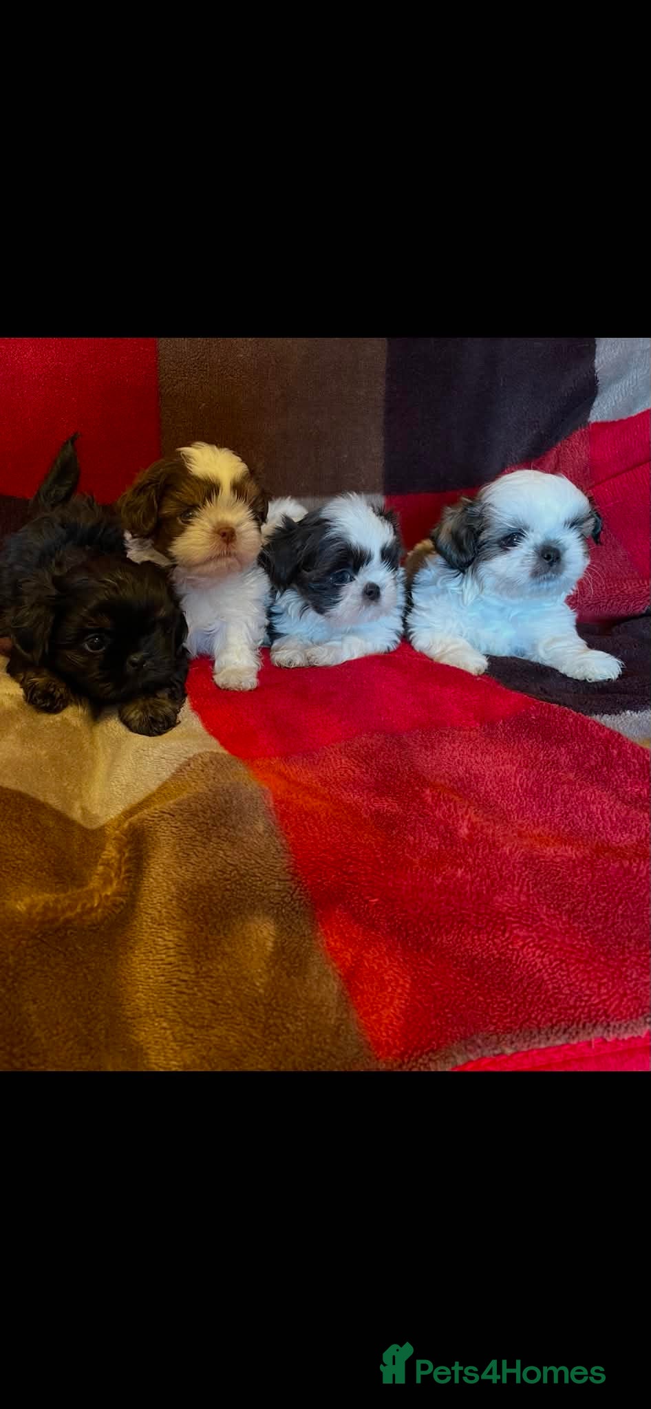 Shih Tzu dogs Imperial dobie shih tzu - Advert 1