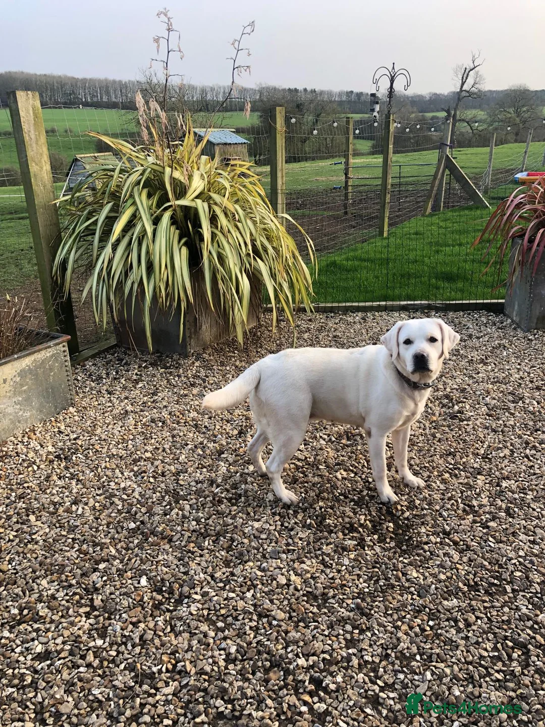Labrador Retriever dogs for sale: Mixture of Black/White Cream Labrador Puppies  - Advert 2