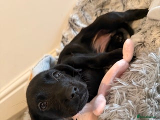 Labrador Retriever dogs - Advert 5