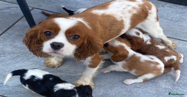 Cavalier King Charles Spaniel dogs - Advert 11