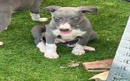 Whippet dogs for sale: Kc reg whippets Hear and eye tested parents  - Image 34