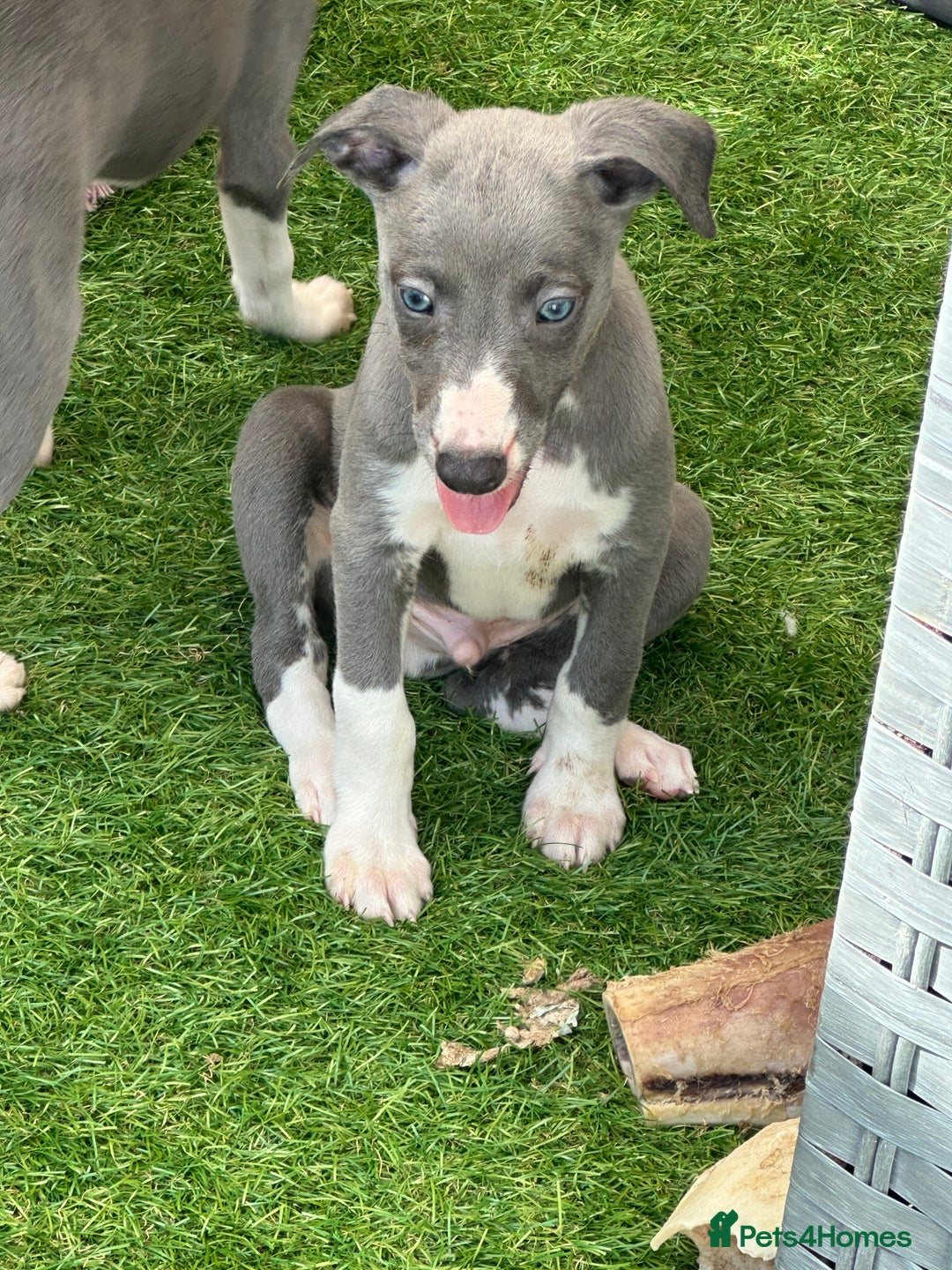 Whippet dogs for sale: Kc reg whippets Hear and eye tested parents  - Image 34