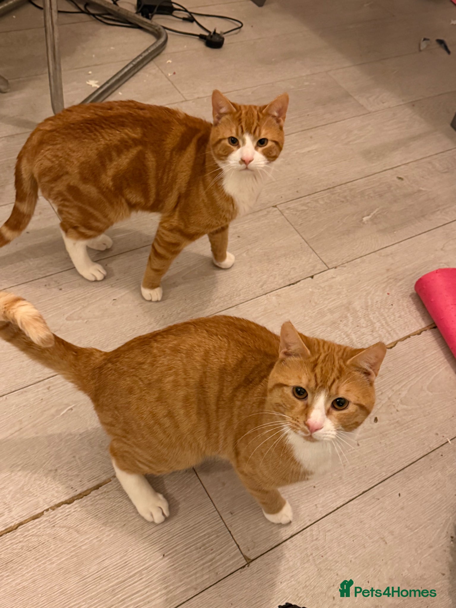 Mixed Breed cats Two 9 Month-Old Ginger & White Cats for Sale 🐾 - Advert 17