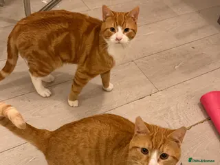 Mixed Breed cats Two 9 Month-Old Ginger & White Cats for Sale 🐾 - Advert 17