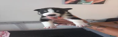 Siberian Husky 6