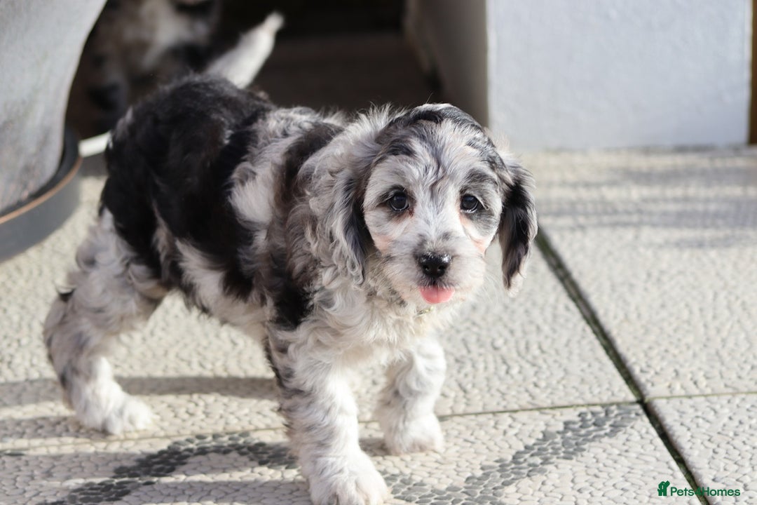 Cavapoo dogs for sale: F1 Cavapoo puppies for sale - Image 7