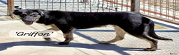 Mixed Breed dogs for adoption: Griffon, 7-8 months approx. Available for adoption in Brixham - Advert 1