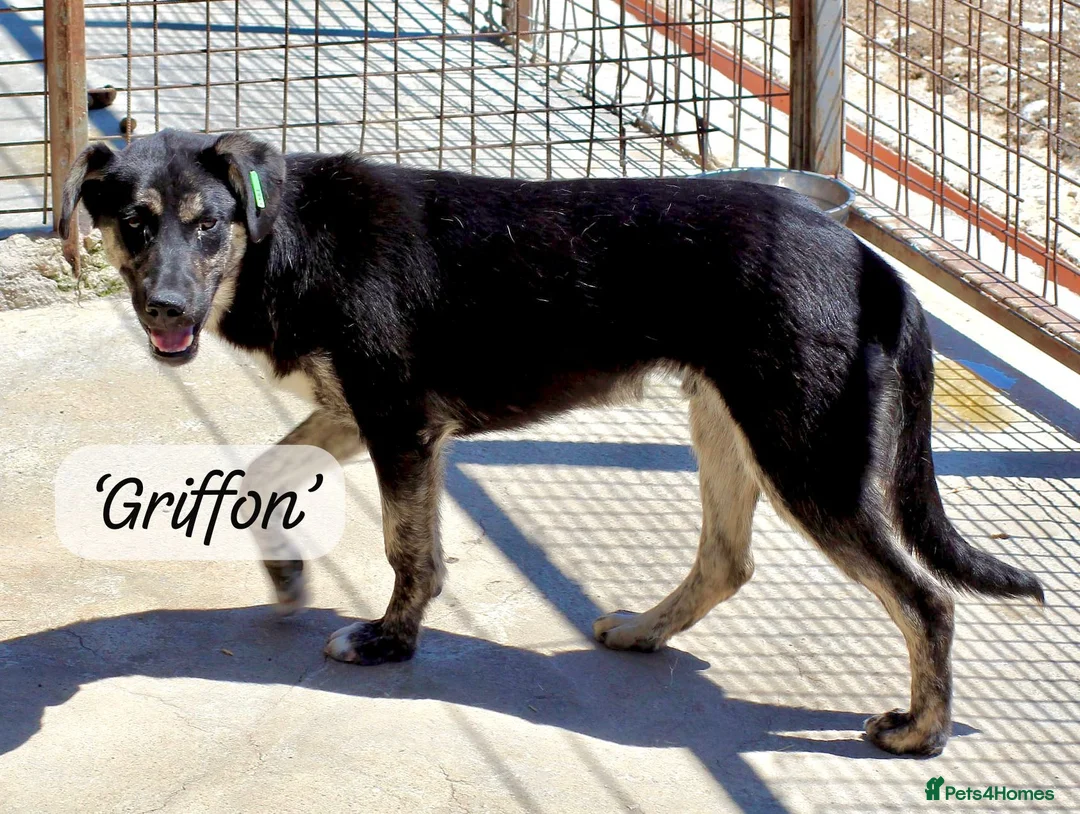 Mixed Breed dogs for adoption: Griffon, 7-8 months approx. Available for adoption in Brixham - Advert 1
