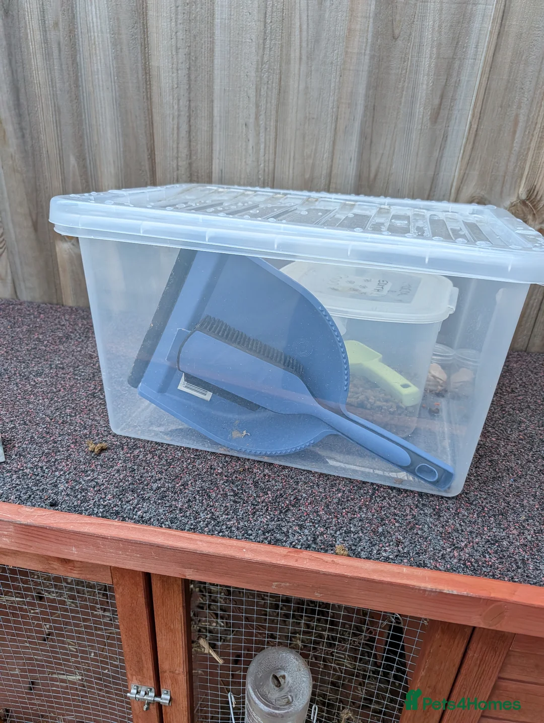 Guinea Pig rodents for sale: 2 male Guinea pigs  in Norwich - Advert 3