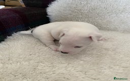 Jack Russell dogs for sale: Quality Parson Jack Russell male puppies - Advert 5