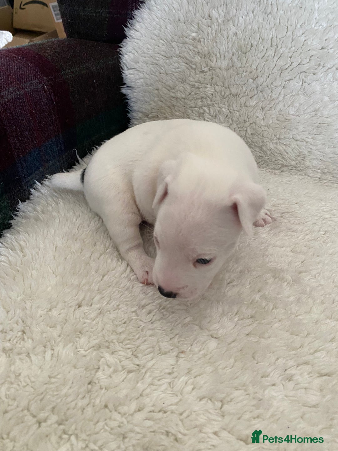 Jack Russell dogs for sale: Quality Parson Jack Russell male puppies - Advert 5