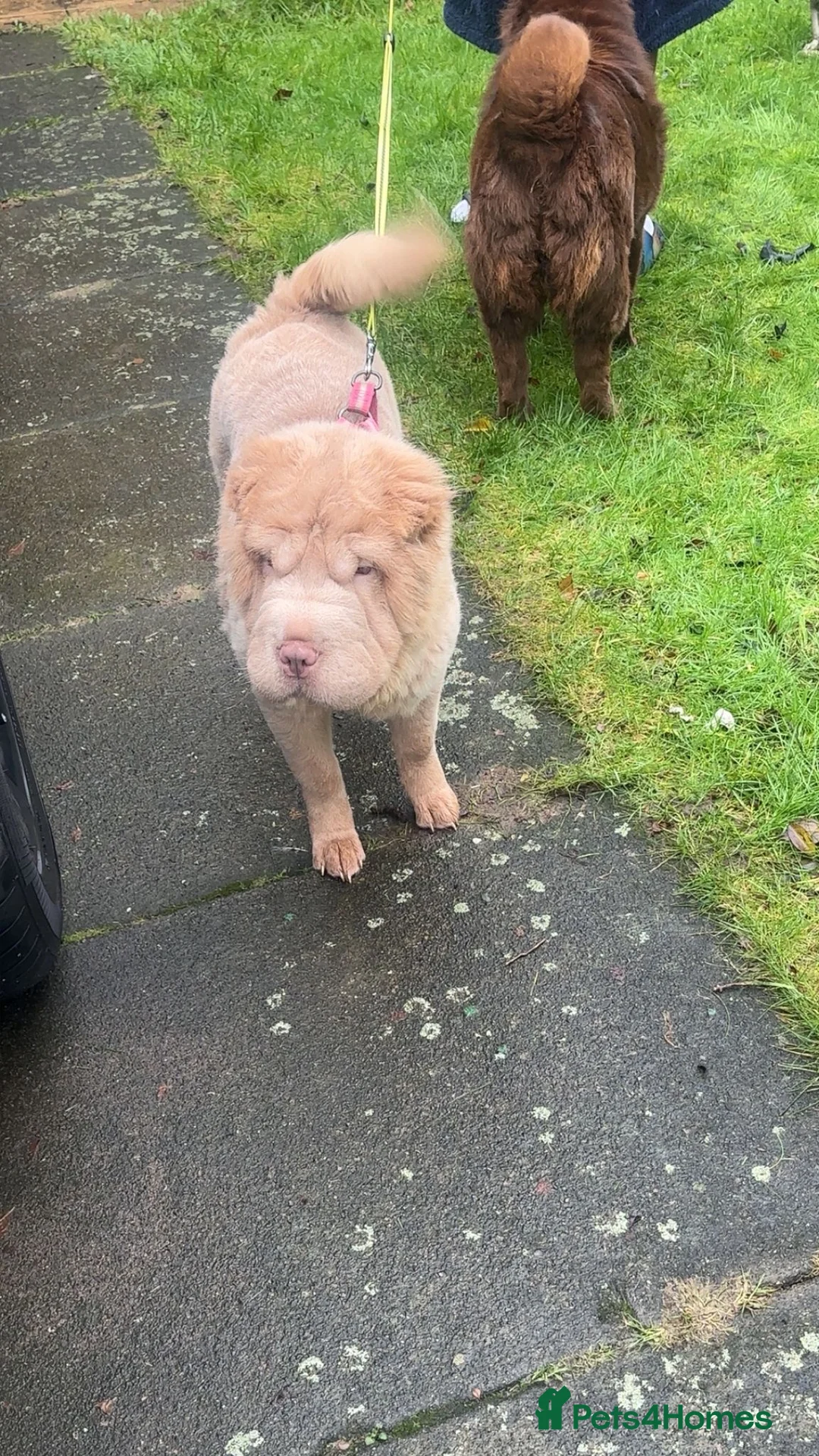 Shar Pei dogs for sale: Top quality bear coat sharpei  - Advert 6