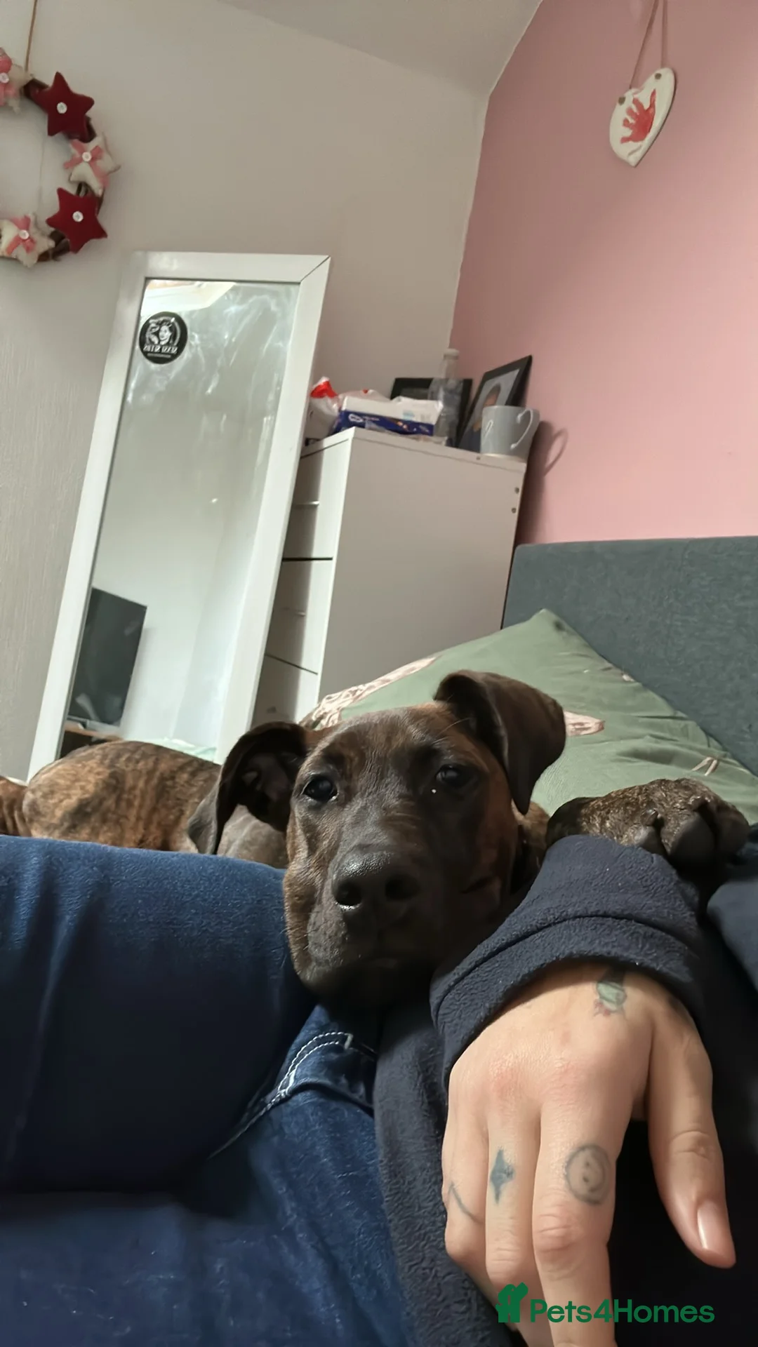 Mixed Breed dogs for sale: Doberman x Cane Corso 4 months puppy - Advert 3