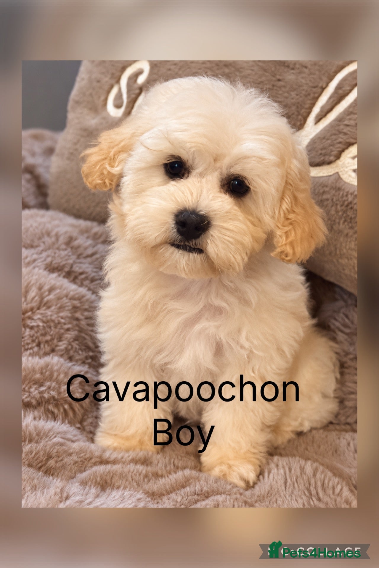 Cavapoochon dogs Ready now Stunning Cavapoochon Boys last 2  - Advert 1