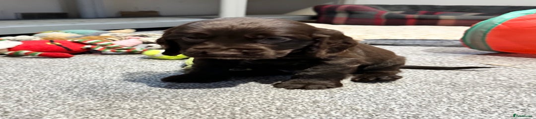 Cocker Spaniel Puppy 4